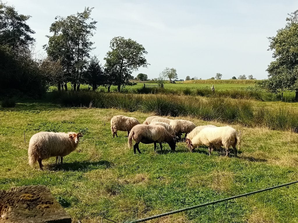 Drentse heideschapen ooien en rammen te koop, Dieren en Toebehoren, Schapen, Geiten en Varkens, Meerdere dieren, Schaap, 0 tot 2 jaar