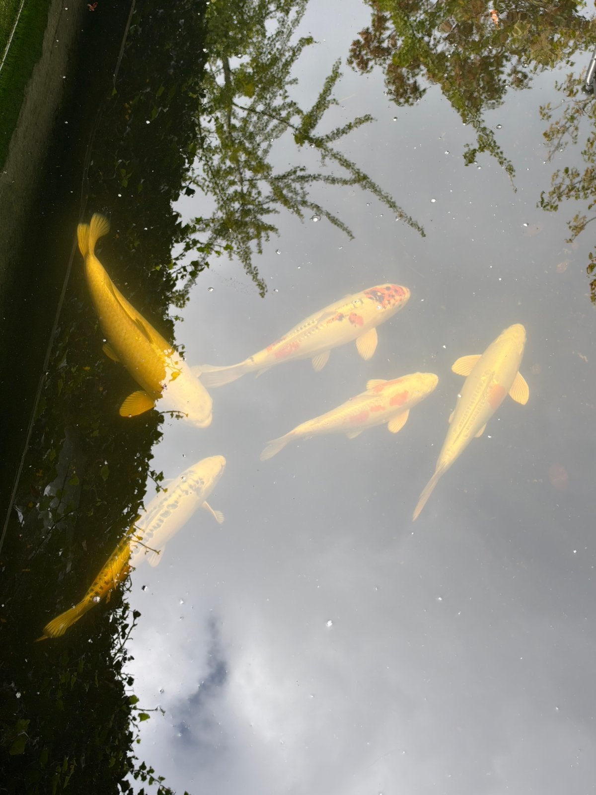 5 koi karpers moeten snel weg, Karper of Koi
