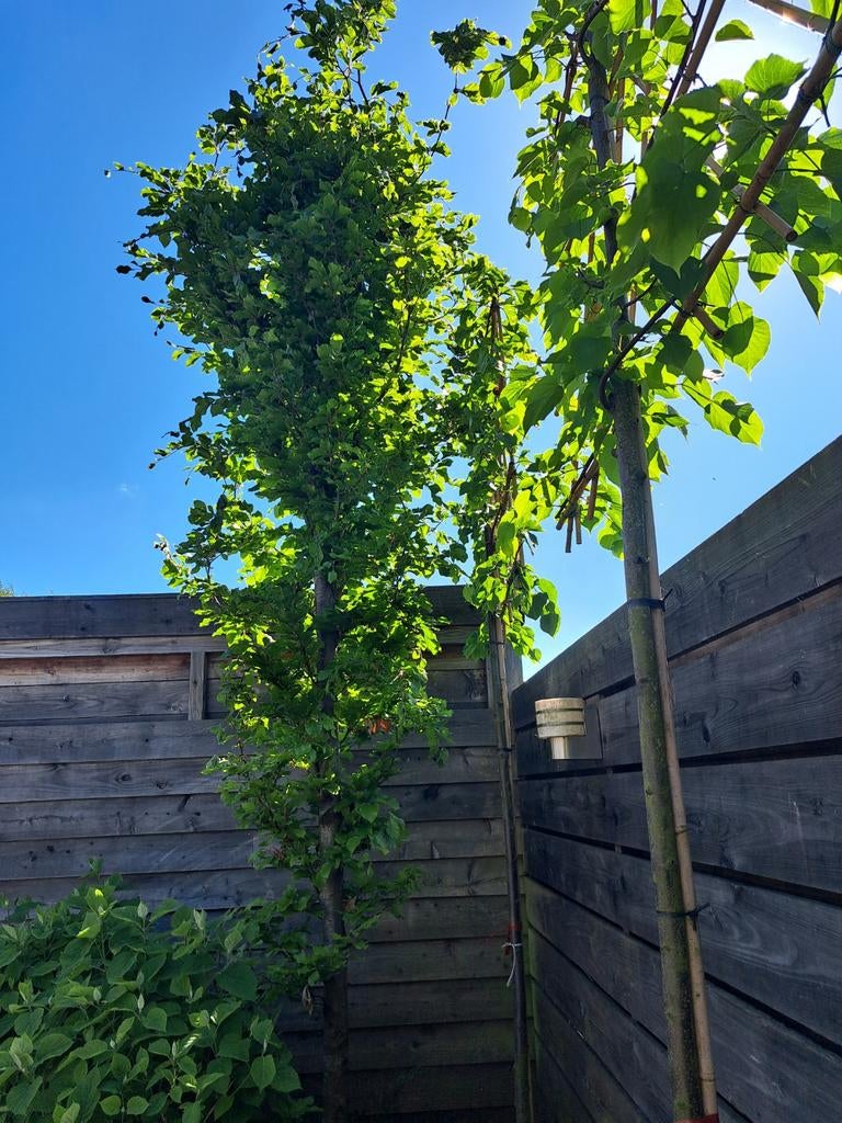 Beuk zuilboom, Tuin en Terras, Ophalen, Bloeit niet, Halfschaduw, 250 tot 400 cm