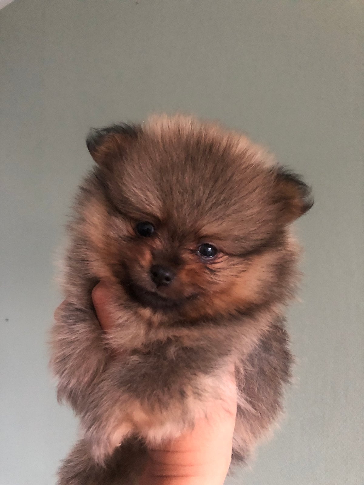 Pomeriaan Dwergkees Puppy’s. MOGEN NEST VERLATEN!, Parvo, Overige rassen, 8 tot 15 weken, Meerdere