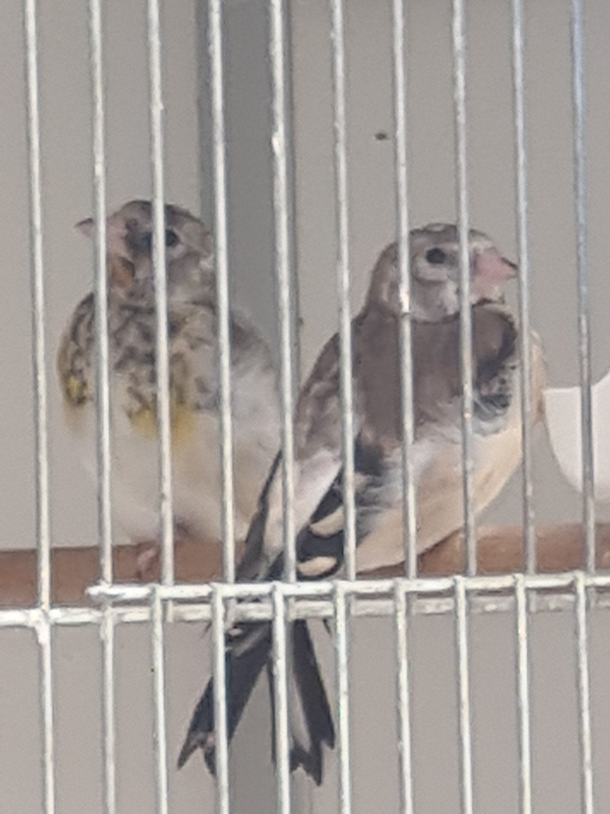 jonge majoor putters, Meerdere dieren, Wildzangvogel, Geringd
