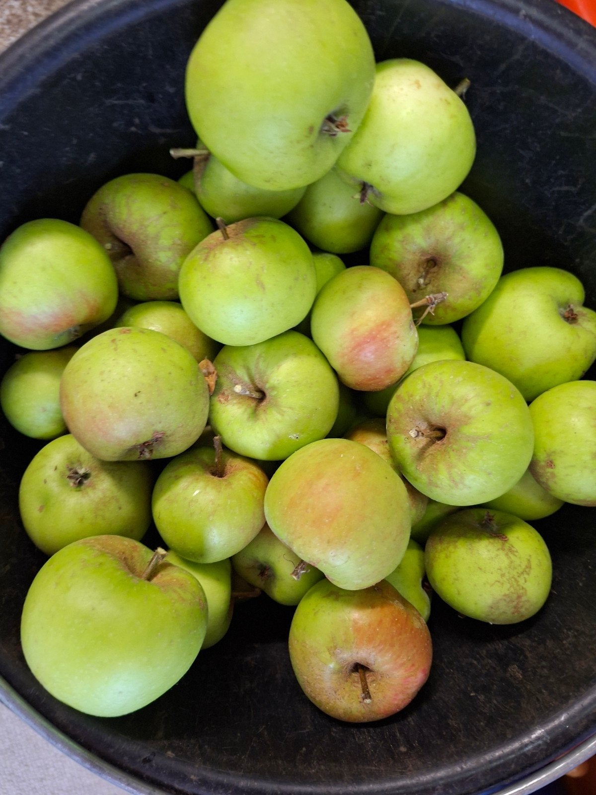 Emmer Elstar appels, Ophalen