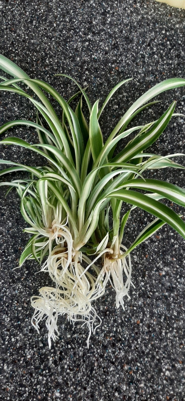 Graslelie (Chlorophytum) - Bio planten en stekken, Huis en Inrichting, Ophalen of Verzenden, Halfschaduw, Minder dan 100 cm