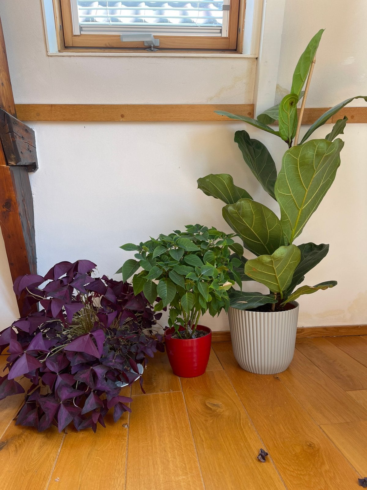 Indoor plants, Ophalen, Zo goed als nieuw