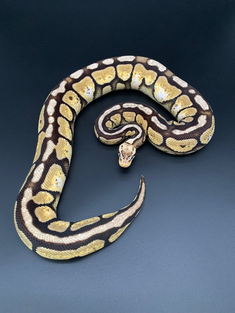 0.1 spotnose pastel python regius volwassen Ball Python photo 3