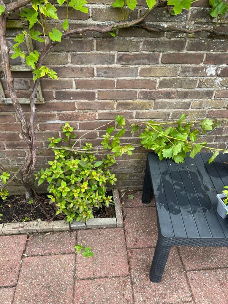Kleine Groene Druivenrank - Jonge Wijnstok, Tuin en Terras, Volle zon, Vaste plant, Ophalen of Verzenden, Zomer