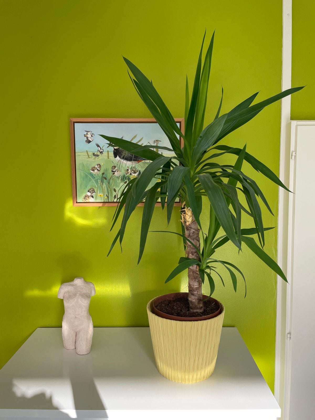 Mooie Yucca plant in gele pot, Ophalen, Halfschaduw, In pot, Minder dan 100 cm