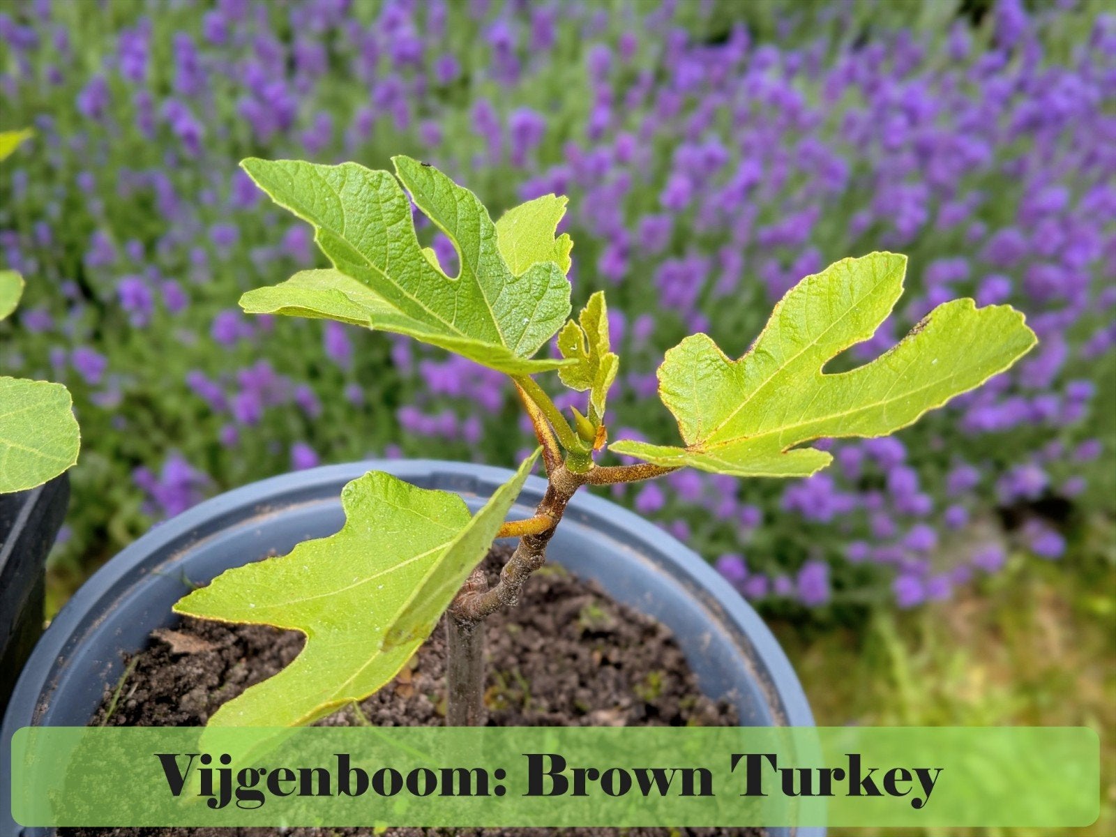 Vijgenboom 'Brown Turkey' - Jonge planten, Tuin en Terras, Planten | Tuinplanten, Ophalen, Vaste plant, Fruitplanten, Volle zon
