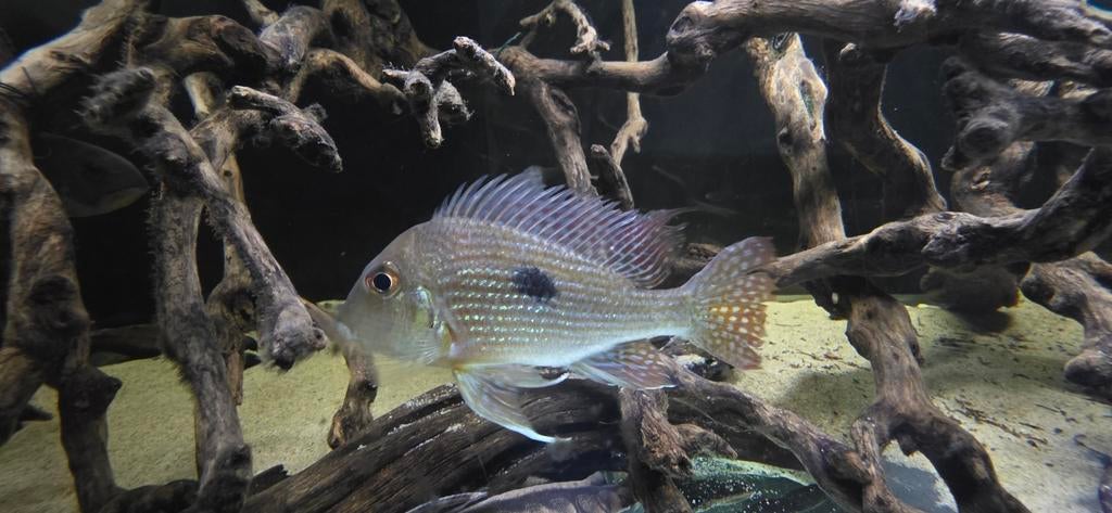 Geophagus rio caete, Vis