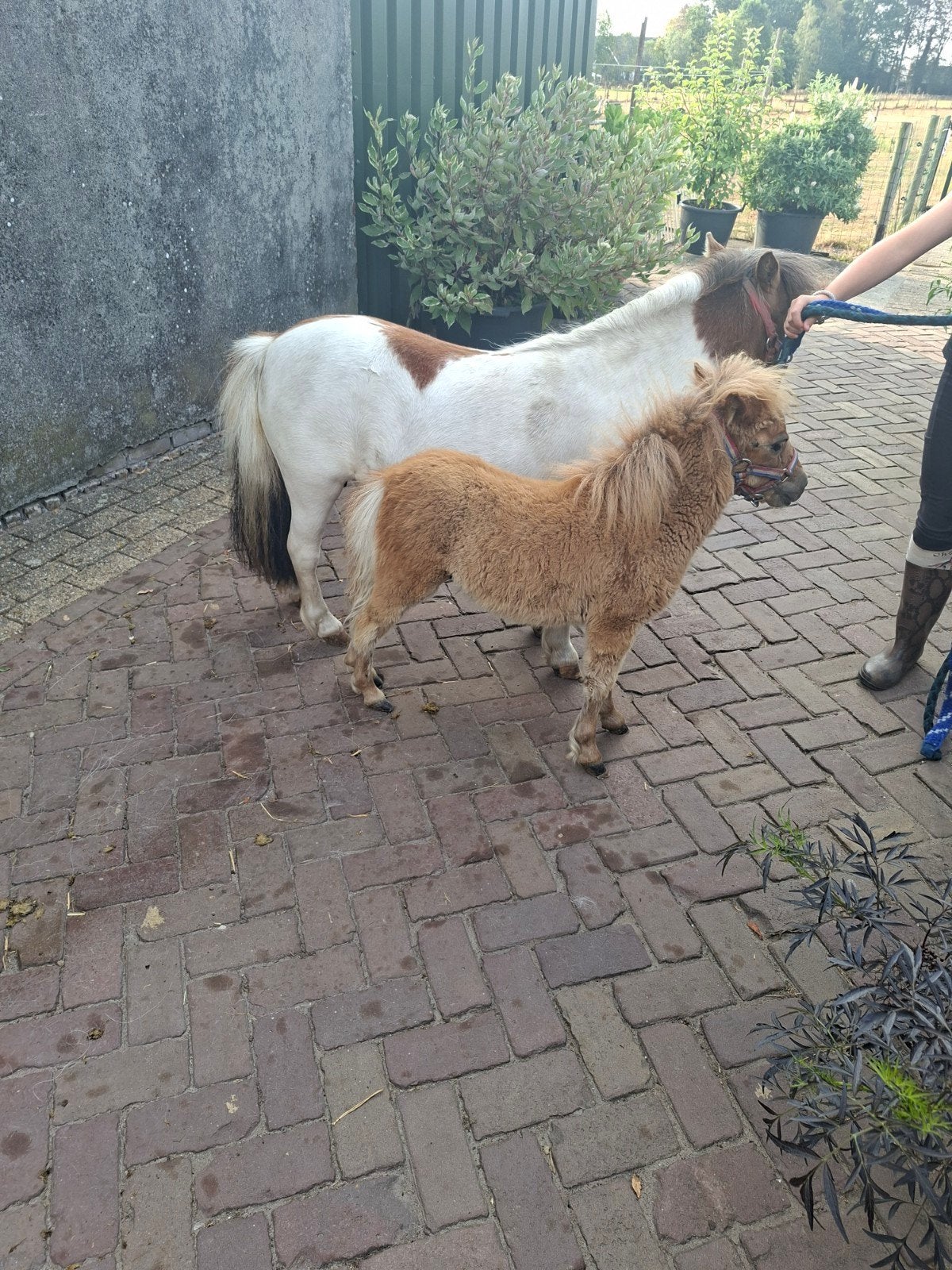 Te koop mooie mini shetland merrie met merrieveulen, Merrie, A pony (tot 1.17m)