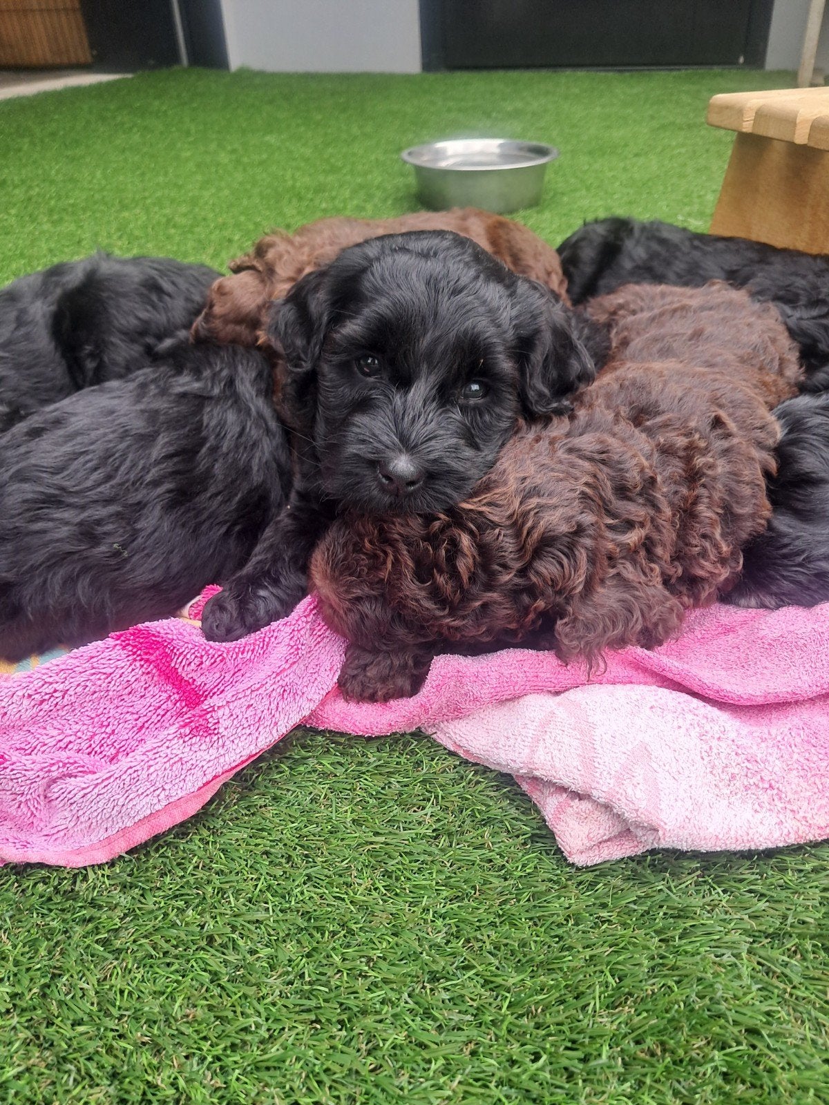 Prachtige lieve Australian Labradoodle alf1 pups, Overige rassen, 8 tot 15 weken, Meerdere, Meerdere dieren