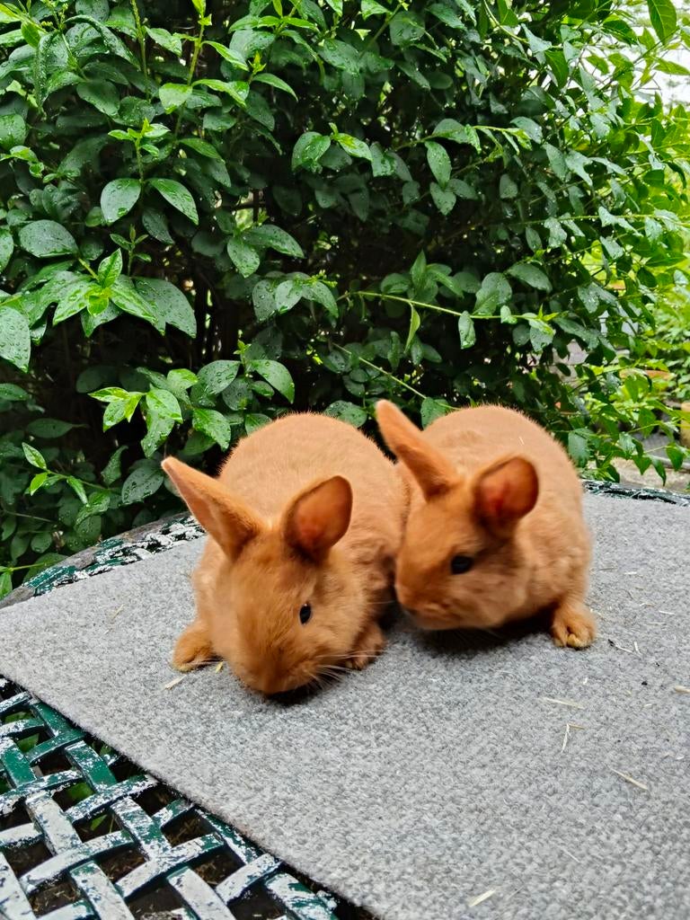 Thrianta, voedsters, Dieren en Toebehoren, Konijnen, Vrouwelijk, Klein