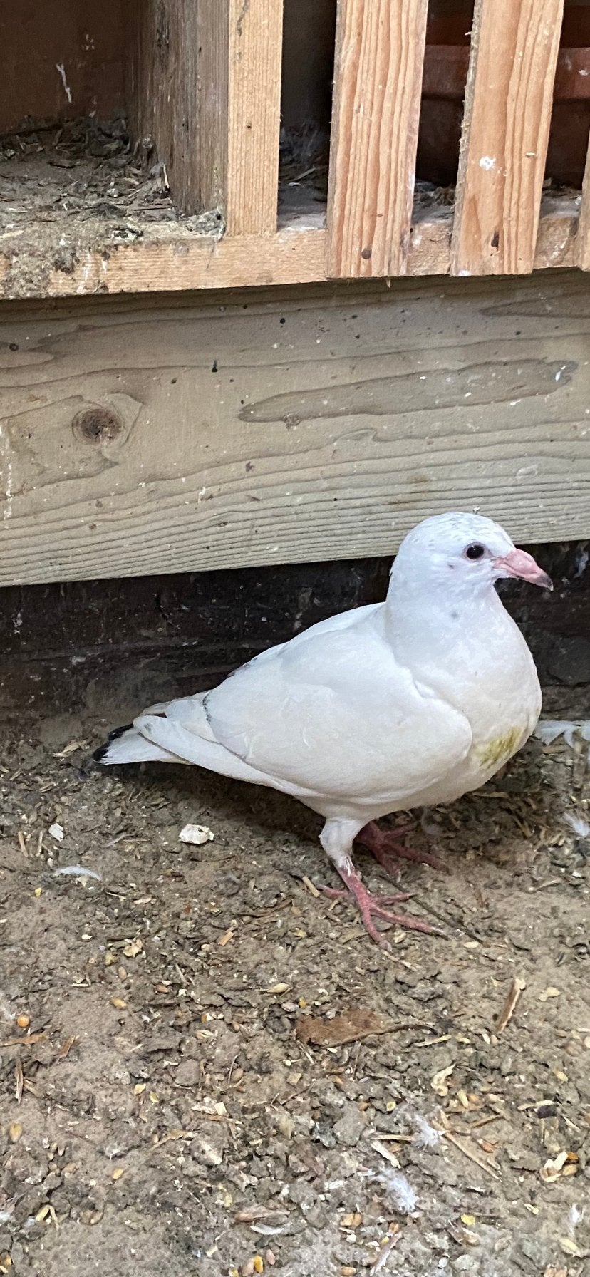 Jonge postduiven, Meerdere dieren, Postduif