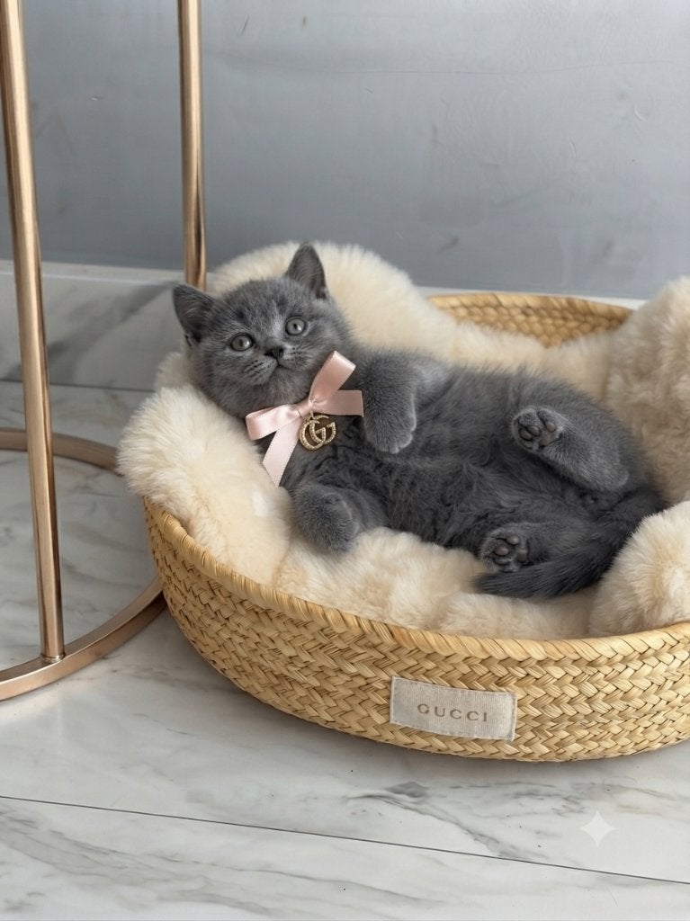 Kittens, Meerdere dieren, Ontwormd, 0 tot 2 jaar