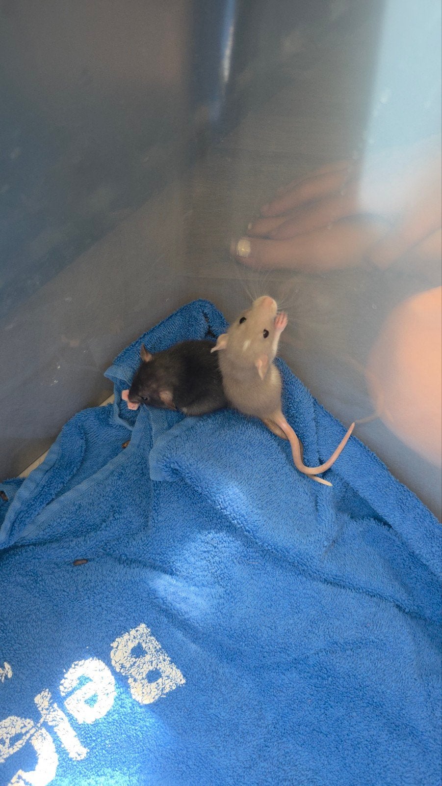 lieve tamme rattenritjes te koop, Dieren en Toebehoren, Knaagdieren, Rat, Juni, Meerdere dieren, Tam