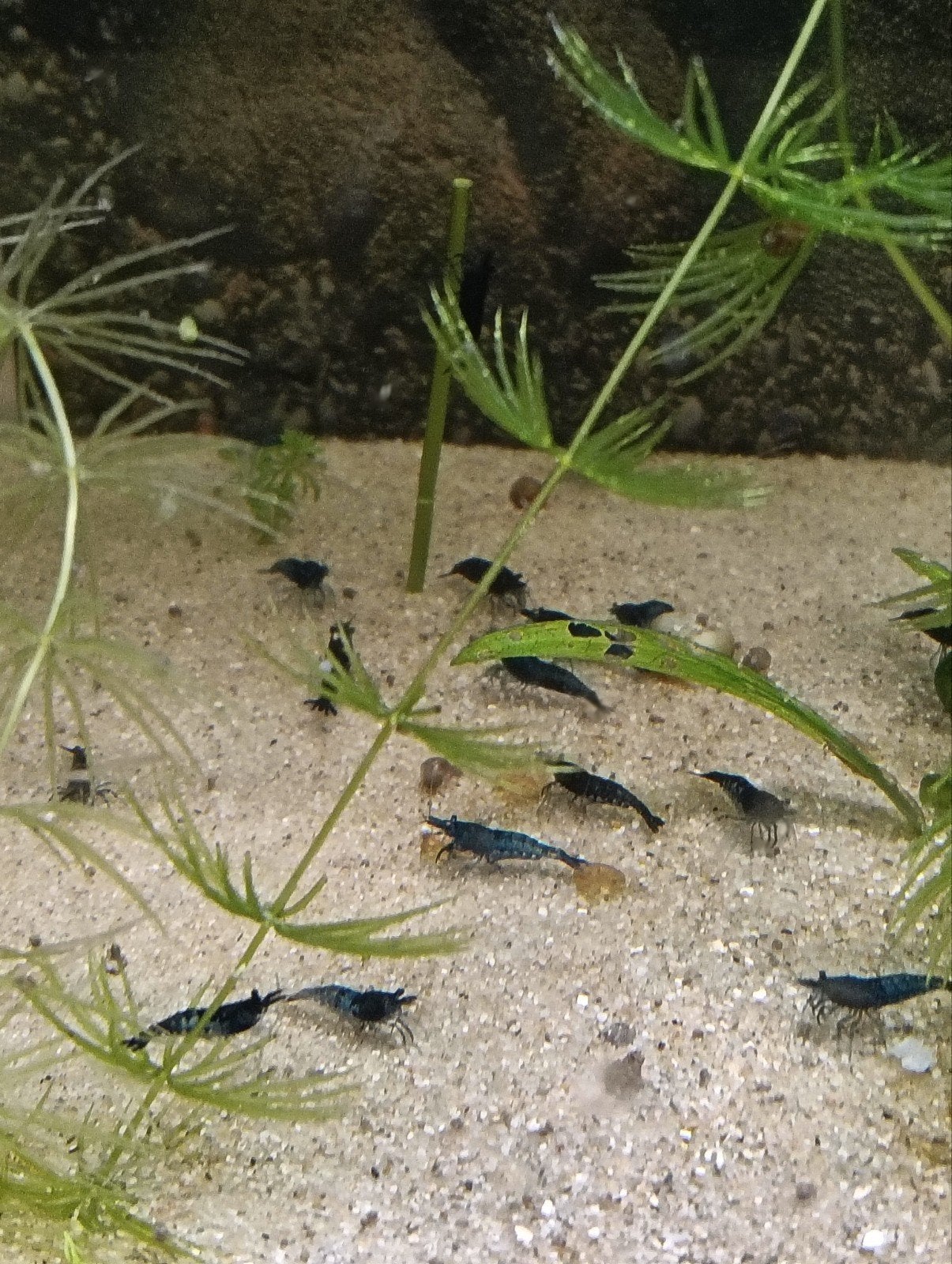 Garnalen, Kreeft, Krab of Garnaal