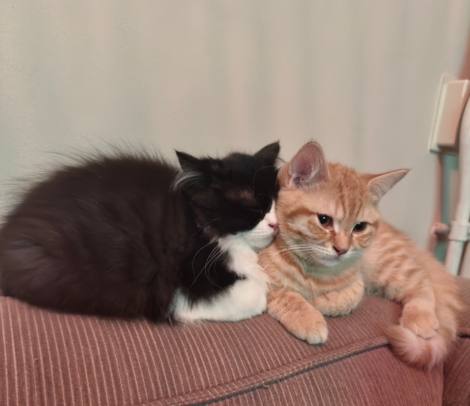 Kittens❤️ 3 Britse korthaar & 1 langhaar -nu verhuizen-🩺✅, Meerdere dieren, Ontwormd, 0 tot 2 jaar