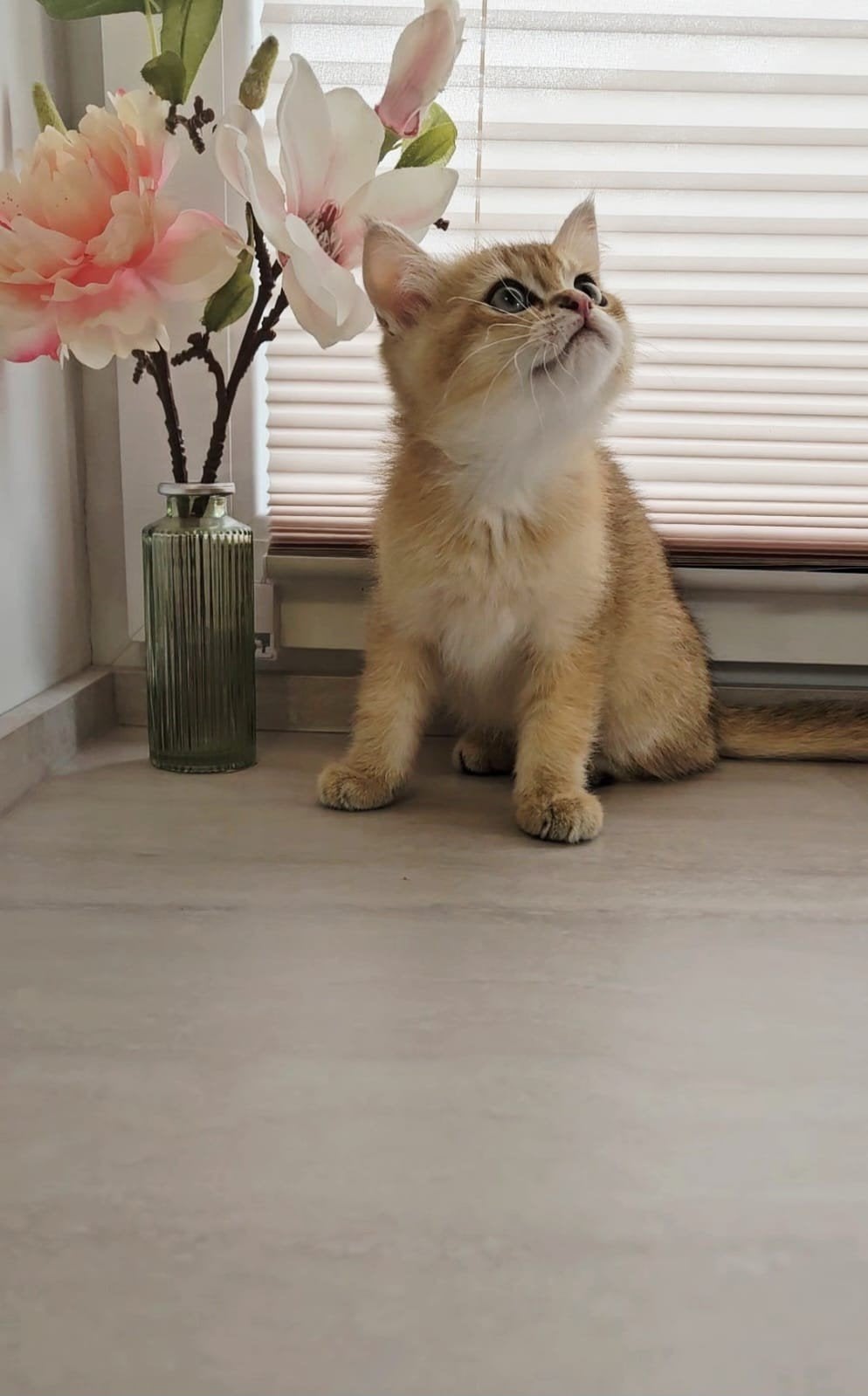 Britse korthaar kittens met stamboom, Dieren en Toebehoren, Katten en Kittens | Raskatten | Korthaar, Meerdere dieren, Met stamboom