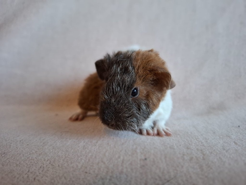 Lieve us teddy cavia te koop, Cavia, Vrouwelijk, Mei, Tam