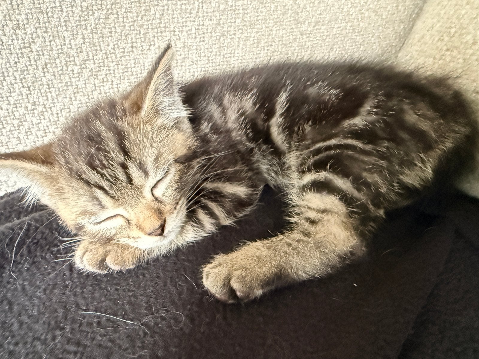 Ragdoll / europese korthaar kittens., Meerdere dieren