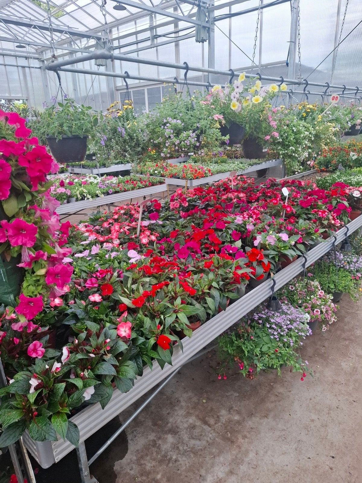 Groot assortiment Perkplanten vanaf 1,-, Volle zon, Eenjarig, Zomer, Ophalen