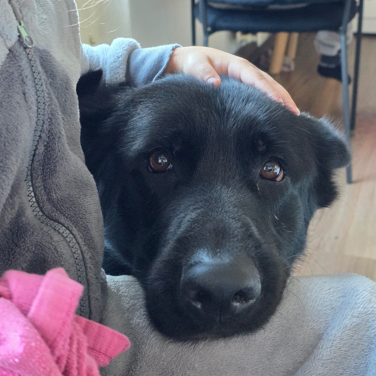 Duitse Herder, Dieren en Toebehoren, Honden | Herdershonden en Veedrijvers, Reu, Herder, Particulier, Eén hond, Nederland, 3 tot 5 jaar