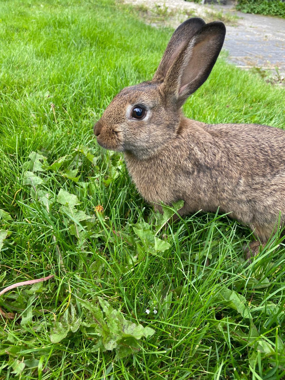 Konijntje  zoekt lief gezin/persoon, Mannelijk, Middelgroot, 0 tot 2 jaar