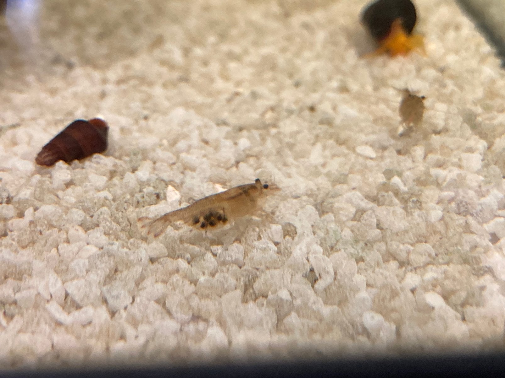 Neocaridina garnalen / mini japonicas, Dieren en Toebehoren, Kreeft, Krab of Garnaal