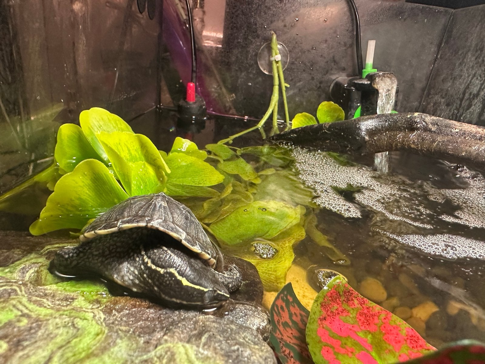 Muskusschildpadden (sternotherus odoratus), Schildpad, 0 tot 2 jaar