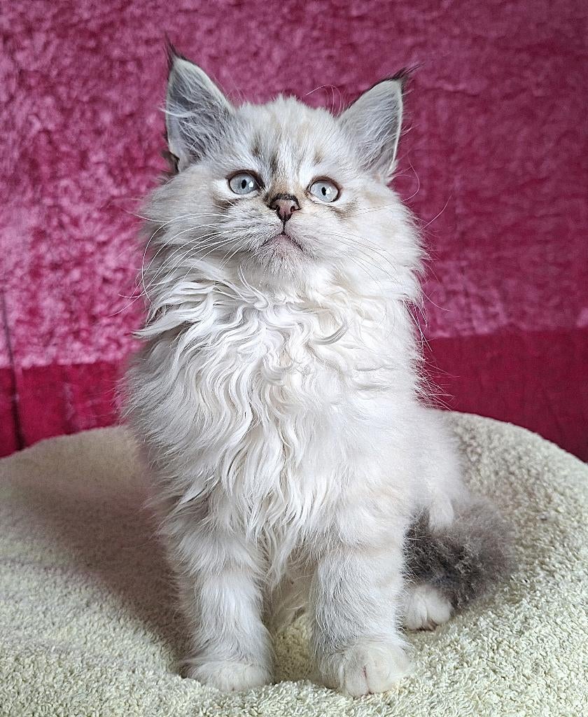 Siberische kittens Neva Masquerade kunnen direct mee, Dieren en Toebehoren, Meerdere dieren, Ontwormd