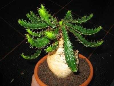 Caudex plant Euphorbia Stellata Zuid Afrika in de 15 cm pot, Overige soorten, In pot, Minder dan 100 cm, Bloeiende kamerplant