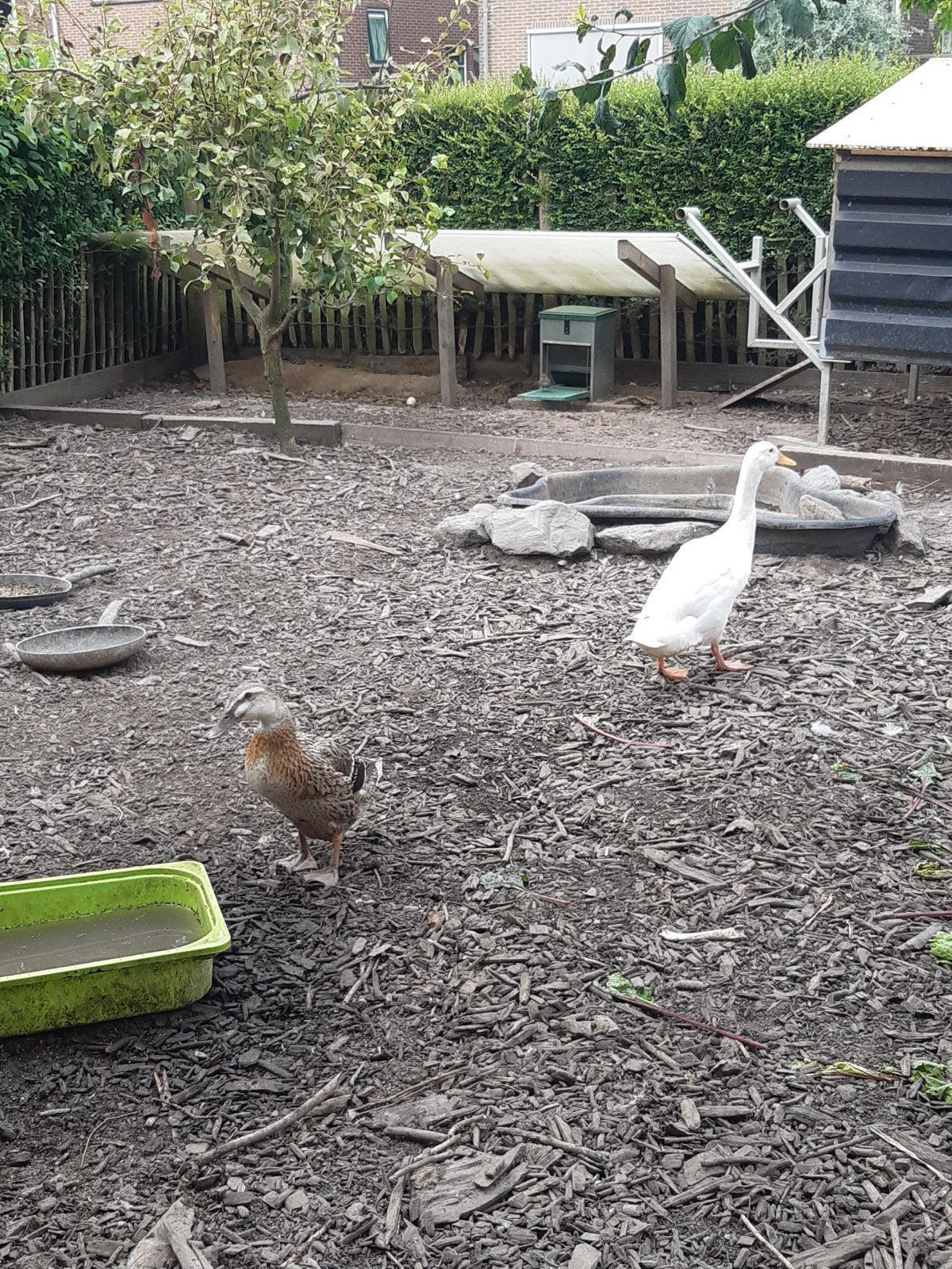 Loopeenden koppel te koop/2 witte vrouwtjes eenden, Meerdere dieren, Eend