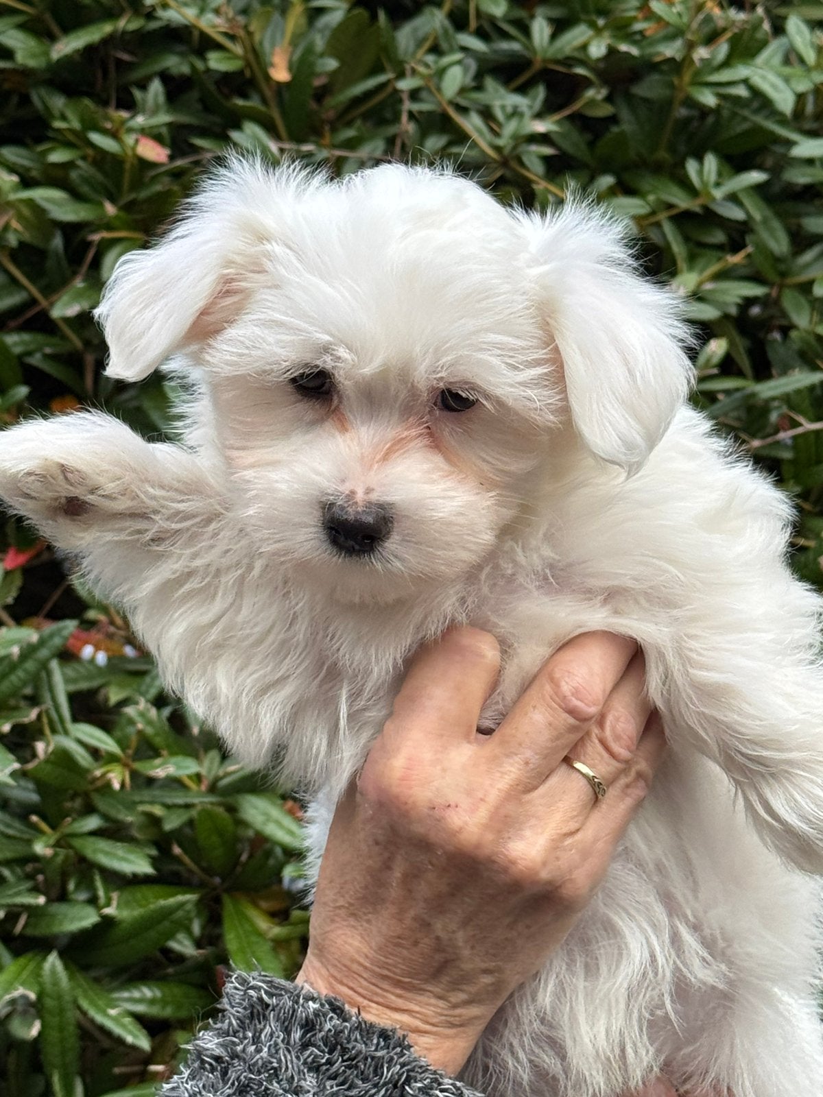 Beeldschone  Maltezer pups! Uitstekend verzorgd, Maltezer, Nederland, CDV (hondenziekte), 8 tot 15 weken