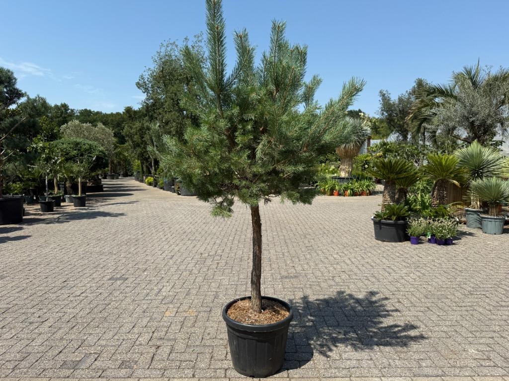 Pinus sylvestris - Grove den op stam te koop.