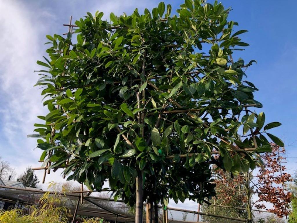LAURIER LEIBOOM, PRUNUS NOVITA, zeer mooi!! div MATEN !!!!, Leiboom, Halfschaduw, Lente, 250 tot 400 cm