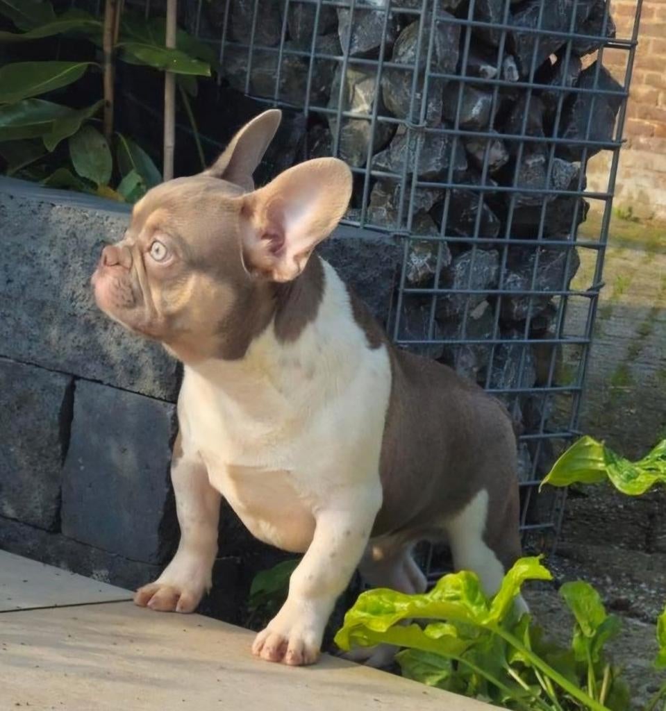 🥰 unieke isabella tan pied franse bulldog DEKREU Lorenzo 🥰