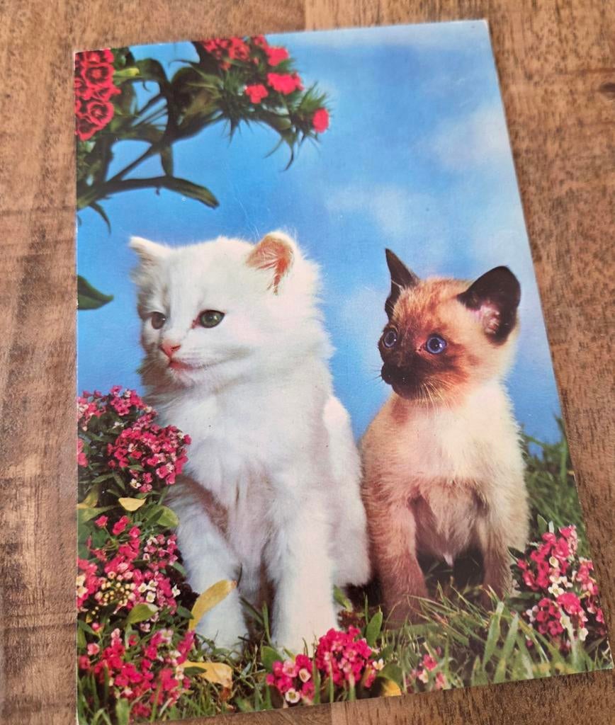 Witte en Siamese kitten tussen de bloemen, Verzenden, 1980 tot heden, Gelopen, Hond of Kat