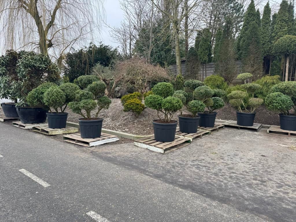 Ruim assortiment  Ilex Crenata - Tuinbonsai / Vormsnoei, Tuin en Terras, Volle zon, Vaste plant, Bloeit niet, Ophalen