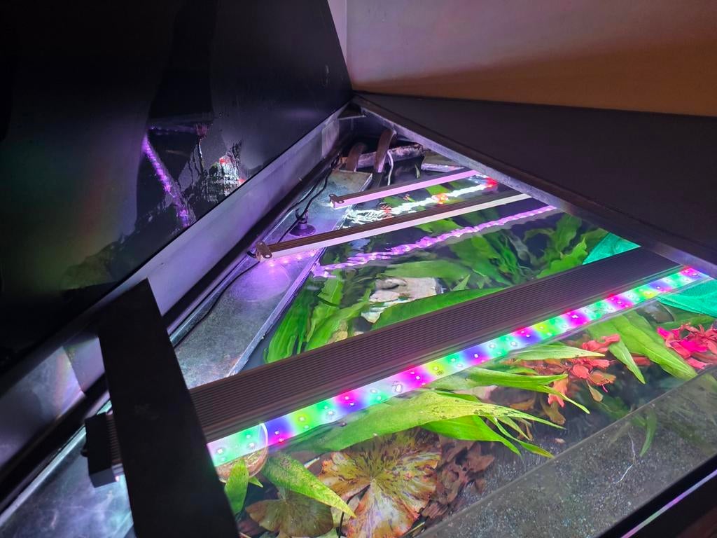 Compleet hoekaquarium – CO₂, LED, pH-contr, 2 filters, etc!, Dieren en Toebehoren, Ophalen, Zo goed als nieuw, Gevuld zoetwateraquarium