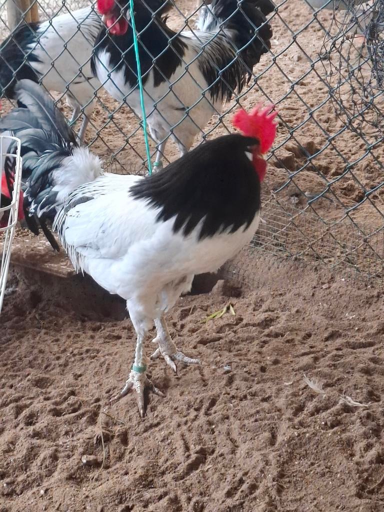 Lakenvelder hanen, Mannelijk, Kip