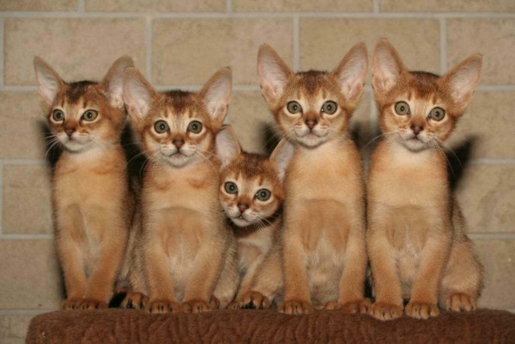 abessijn kittens, abessijn herplaatser, Meerdere dieren, Met stamboom, 0 tot 2 jaar
