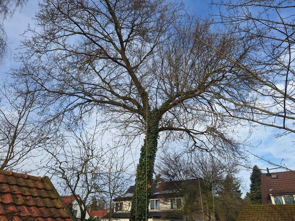 Boomverzorging en verwijdering