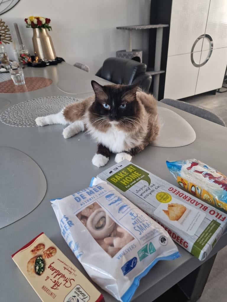 Foto 9 van Ragdoll DNA GETEST(dekkater)NIET TE KOOP