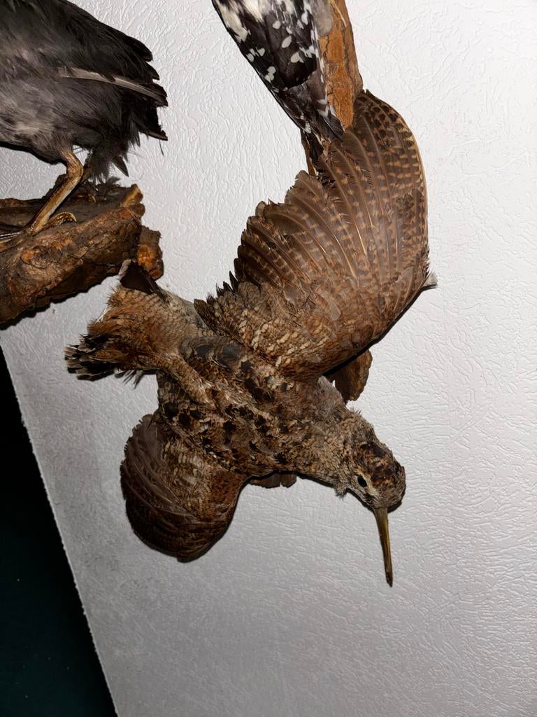 Opgezette Houtsnip Vogel, Antiek en Kunst, Ophalen of Verzenden