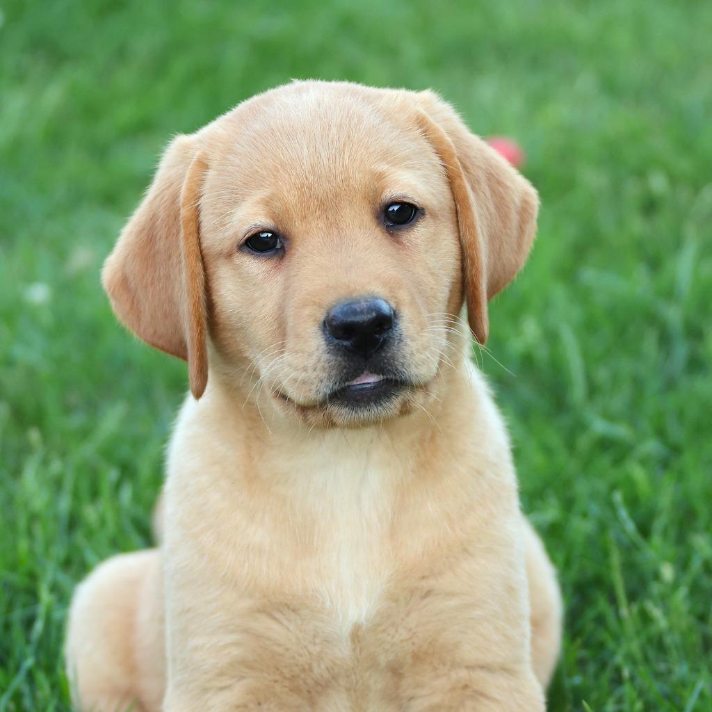 Labrador pup van betrouwbare fokker, Dieren en Toebehoren, Honden | Retrievers, Spaniëls en Waterhonden, 8 tot 15 weken, Labrador retriever