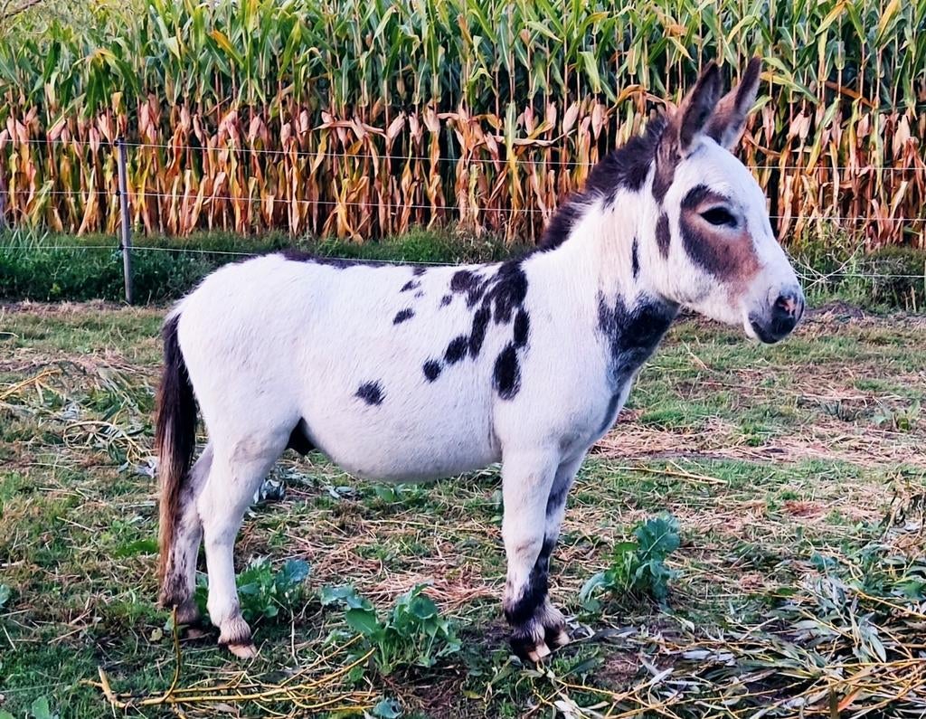 Mediterrane mini ezel hengsten ter dekking, Dieren en Toebehoren, Overige Dieren, Juni, Mannelijk