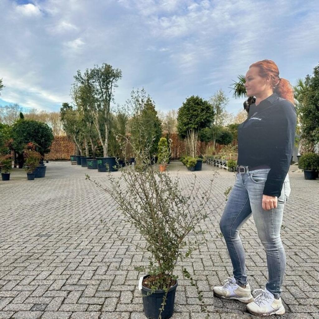Meerstammige kurkeik - Quercus suber struik 100/120 cm, 100 tot 250 cm, Zomer, Volle zon, In pot