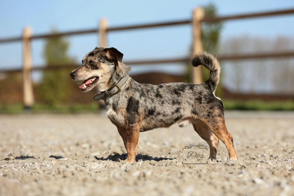 Ter dekking volledig geteste Blue Merle Jack Russel reu, Dieren en Toebehoren, Honden | Dekreuen, Parvo, Reu, 1 tot 2 jaar, Eén hond