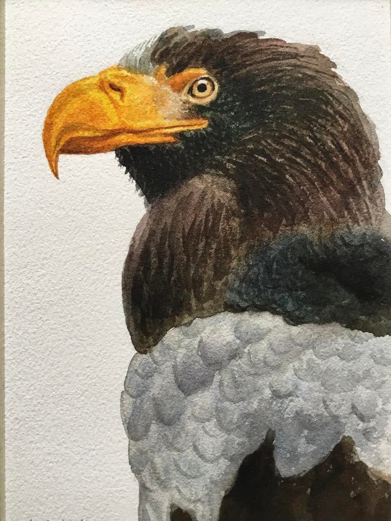 Aquarel Steller zeearend geschilderd door Nurilham, Antiek en Kunst, Kunst | Schilderijen | Modern, Ophalen of Verzenden