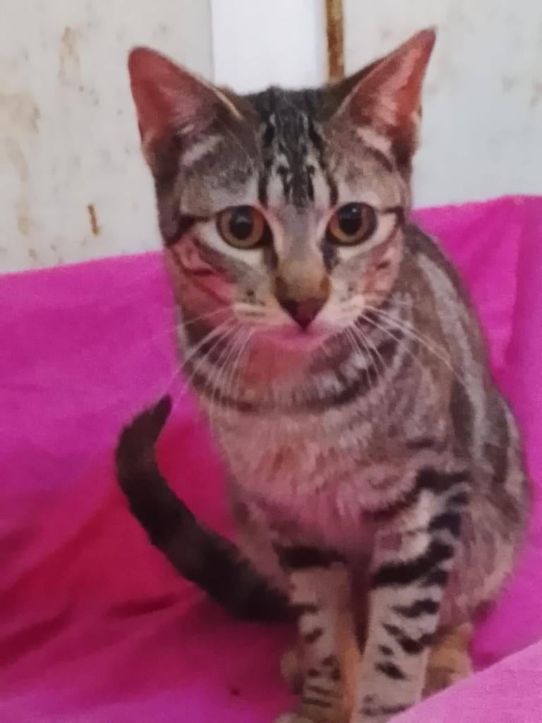 Jarela, Tata, 22-08-2025 gered uit het asiel, Poes, Kortharig, 0 tot 2 jaar
